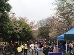 -武汉大学-樱园