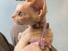 -萌兽医馆·犬猫专科·眼科中心·宠物医院(朝阳门分院)