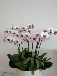 -颜蕾医美·黄金微针·水光·玻尿酸·超声炮·抗衰中心