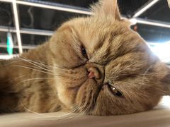 -猫和宫(六道口店)