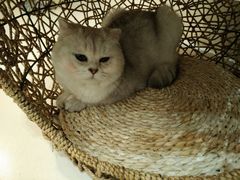 -飞行喵MR PILOT|猫舍·猫咖(静安大融城店)