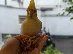-吉丁鸟咖·异宠·寄养