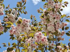 -长白岛森林公园