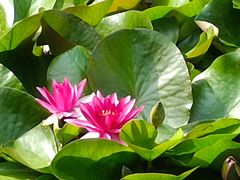 -长白岛森林公园