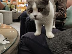 -袖虎·猫馆(体育西路店)