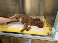 -萌兽医馆·犬猫专科·眼科中心·宠物医院(朝阳门分院)