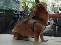 -瑞派宠物医院(锦江店)