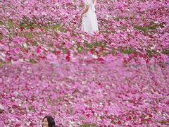 -天适樱花悠乐园