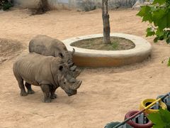 -西霞口神雕山野生动物世界