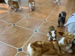 -柯斗斗主题餐厅·狗咖·围炉煮茶·茶饮(国瑞升平里店)