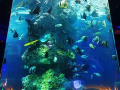 -芜湖新华联大白鲸海洋公园