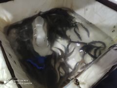 -邱氏胖泥鳅(大堰店)