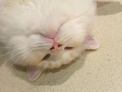 -藏猫猫咖啡主题馆(中央大道店)