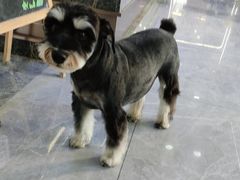 -pd派德宠物中心医院24H急重症·眼科中心·血液透析中心(嵩山北路店)