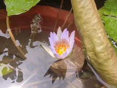 -茯茶镇
