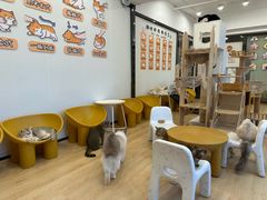-有喵·猫咖·狗咖·30几只猫10只小狗(岗厦店)