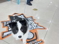 -佳雯宠物医院·皮肤科·内外科(春晓路分院)