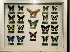 -上海昆虫博物馆