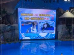 -芜湖新华联大白鲸海洋公园