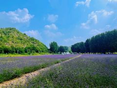 -紫海香堤香草艺术庄园