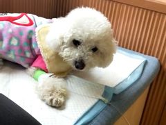 -芭比堂动物医院·犬猫全科·异宠专科(雁塔分院)