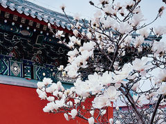-妙应寺白塔