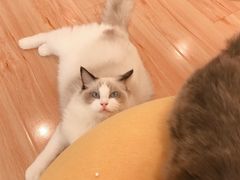 -momokira米努特·德文卷毛猫·棉花面纱犬