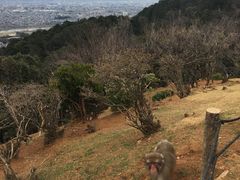 -岚山猴子公园