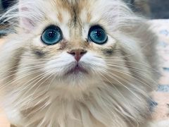 -袖虎·猫馆(体育西路店)