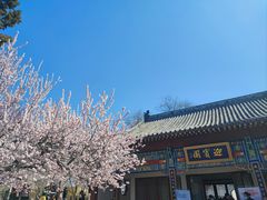 -桃花堤公园