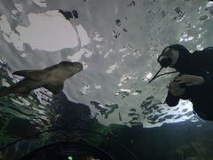 -悉尼歌剧院