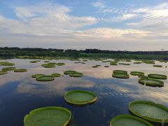 -荷塘月色湿地公园·向阳花洲