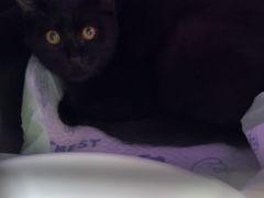 -达爱动物医院·犬猫分区·CT·复杂眼科(远洋山水分院)
