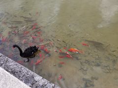 -丽江金茂凯悦臻选酒店-滇香馆