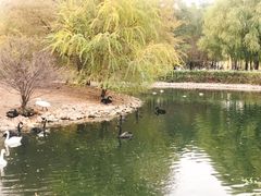 -长白岛森林公园