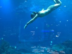 -海棠湾洲际-涛·海底餐厅·美人鱼·自助餐·海底隧道