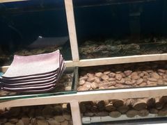 -泰白海鲜烧烤大全