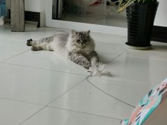 -宠福鑫康馨动物医院·骨科·眼科