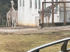 -合肥野生动物园