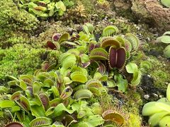 -国家植物园南园