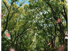 -上海共青森林公园