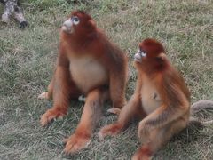 -西安秦岭野生动物园