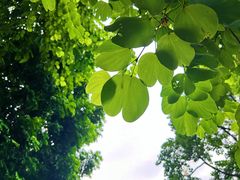 -映日农场无花果鸡(滨江东路店)