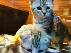 -Goku PET SHOP宠物视觉生活馆(双井店)