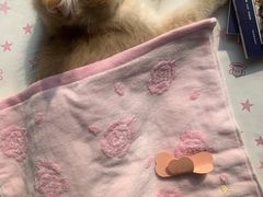 -飞行喵MR PILOT|猫舍·猫咖(静安大融城店)