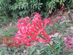 -艾溪湖湿地公园