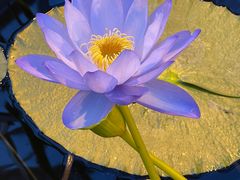 -国家植物园南园