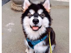 -帕帕拉兹宠物(亚洲旗舰店)