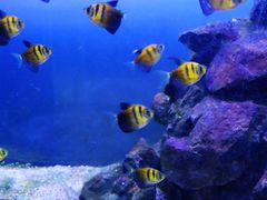 -海合安武汉极地海洋公园