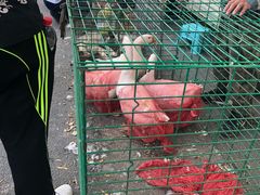 -蒲河大集
